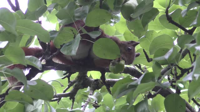 Squirrel eats pear