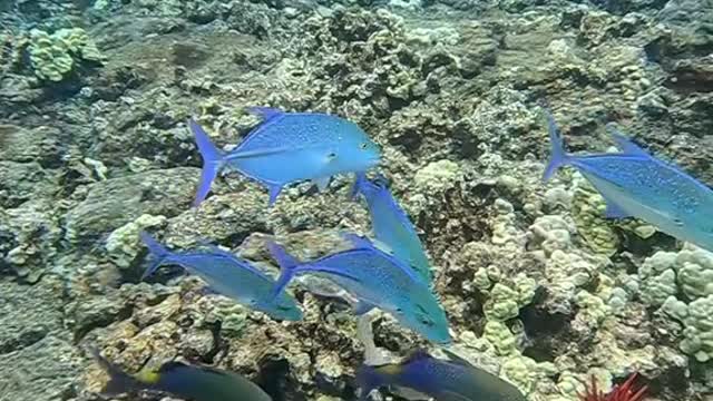 underwater#blueplanet#fish