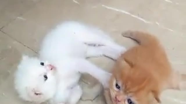 cat video-cute cat video #shorts #beautiful #animal #sweet
