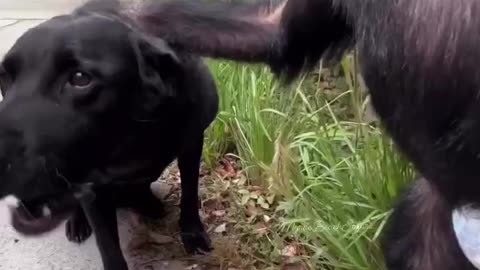 Gorilla's Love For Dog #shorts #shortvideo #video #virals #videoviral