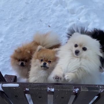 Winter ice Dog together Angry