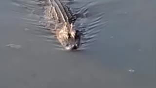 Gator with turtles