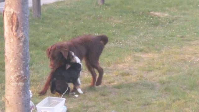 Labradoodle versus Corgi chiweenie