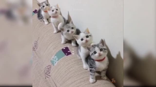 Cute Cat Video