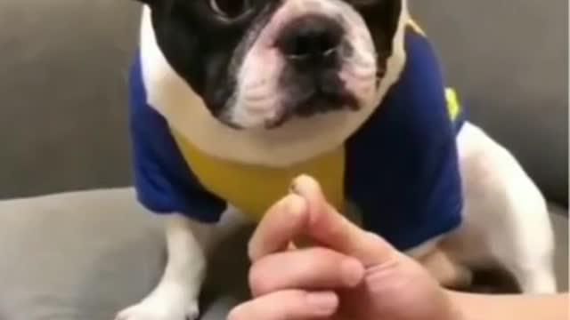 Funny cat and dog video compilation
