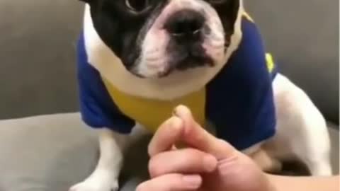 Funny cat and dog video compilation