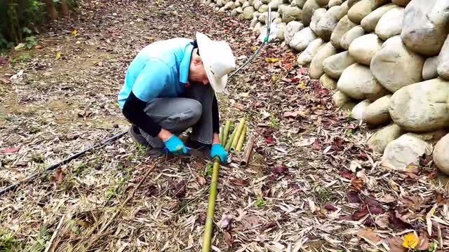 竹子清理運用 (Bamboo pile)