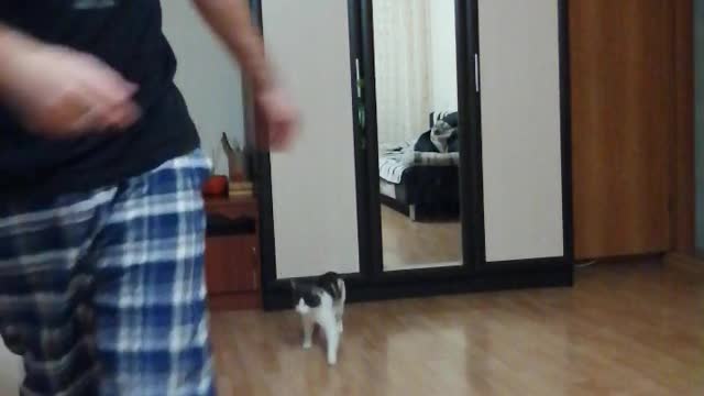 Cat - Jumping, running for the shadow!