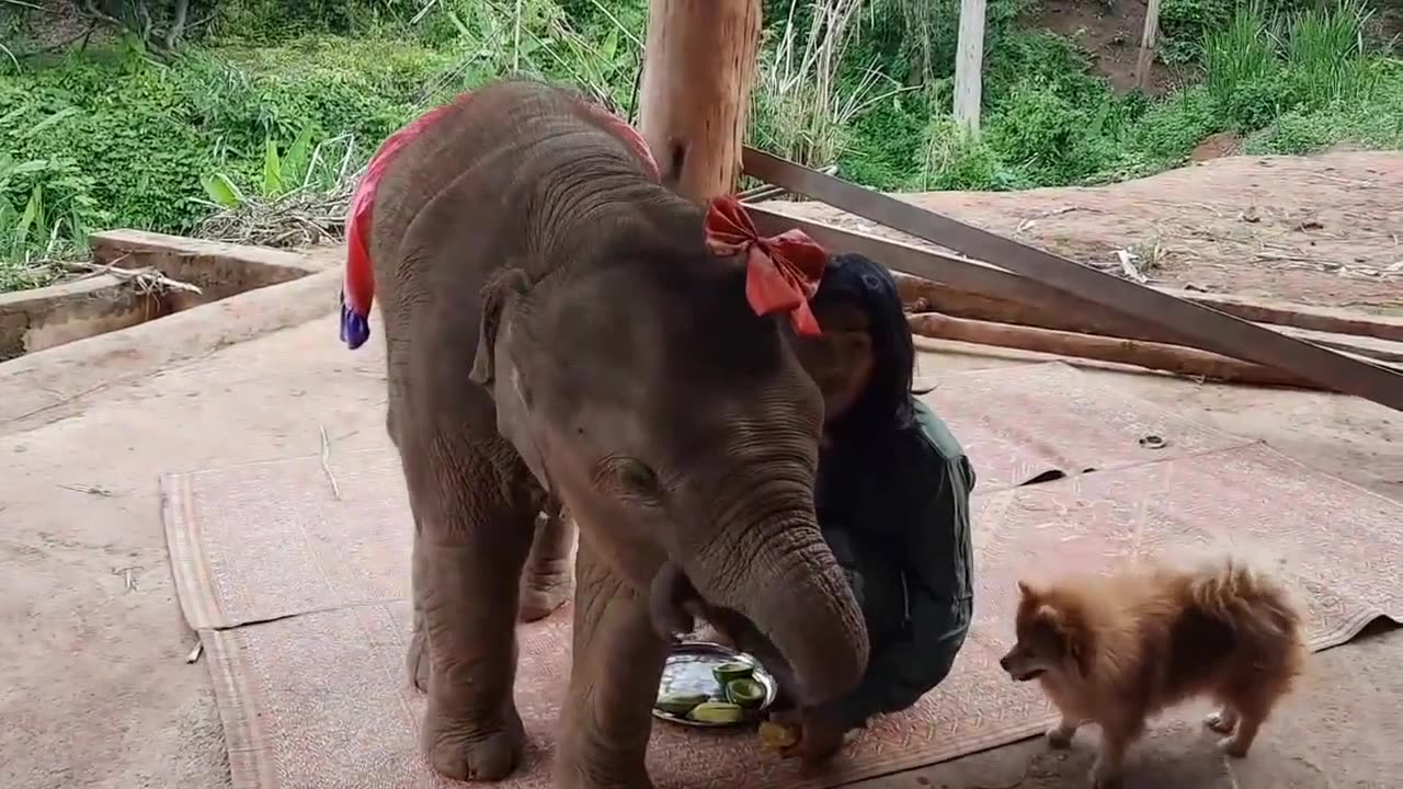 Family- Elephants & Dog