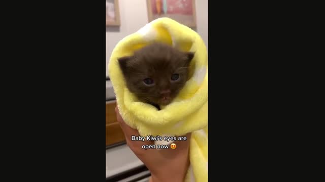 Cute Cats - Cute and Funny Cat Videos-2021