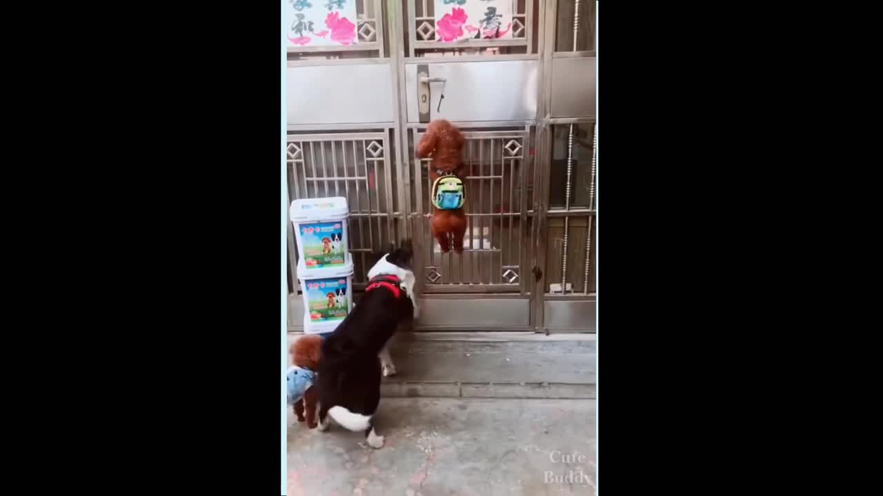 Smart dogs open the gate for friend