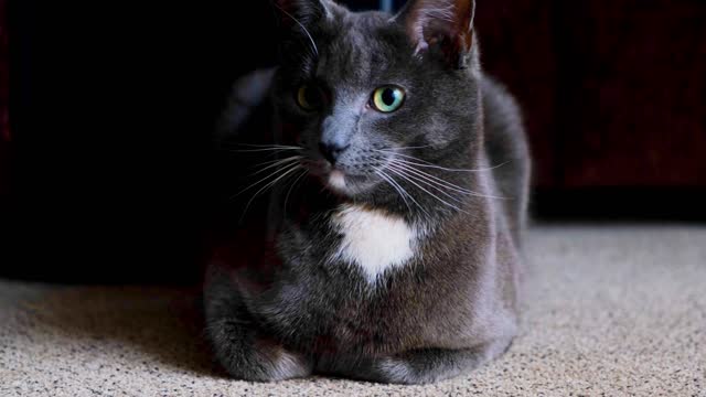 furry pet cat resting on carpet floor