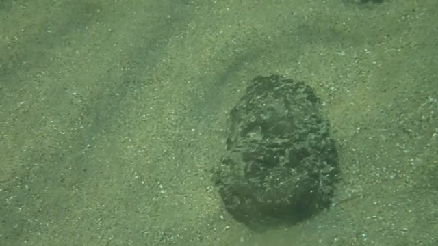 fishy, oogly, u cant see me ns