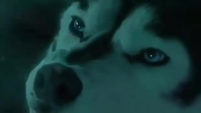 Lobos.