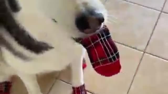 Cute and Funny Dog Videos new