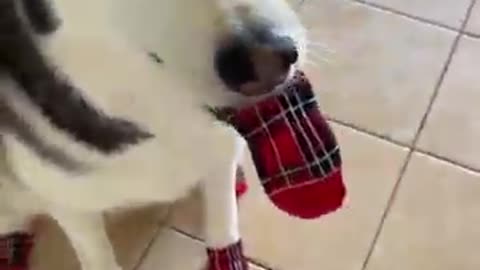 Cute and Funny Dog Videos new