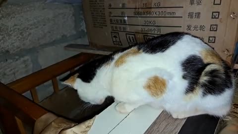 Baby kittens want to get out of the box