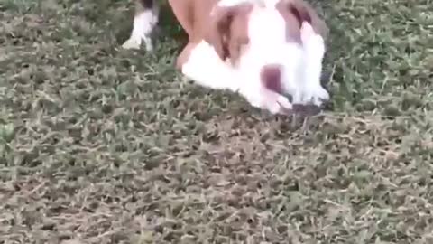 White and brown dog lays on freshly cut grass