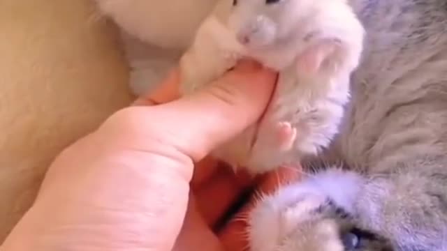 Cat and Hamster friendship _ cute animal