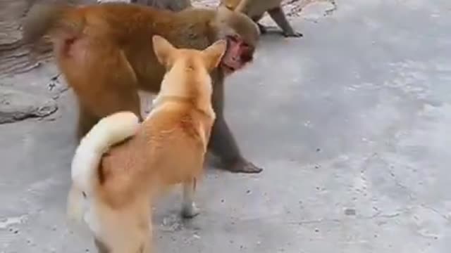 Dog vs Monkey which of these two won