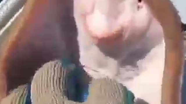 Poor stingray being Tickled