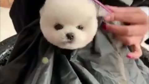 Cute puppy hair cut with new style