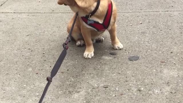 Pupper refuses to go for walkies