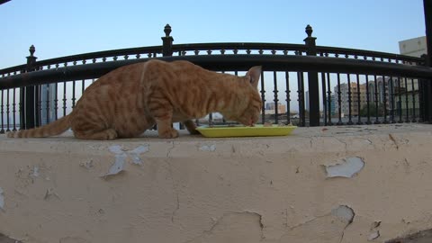 CHRIS MARTIN & MICHAEL JACKSON - Homeless cats in Ras Al Khaimah, UAE #ChrisMartin #MichaelJackson