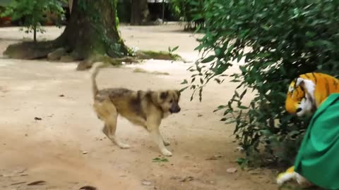 Fake Tiger Prank Monkey and Dog So Funny in 2021.mp4