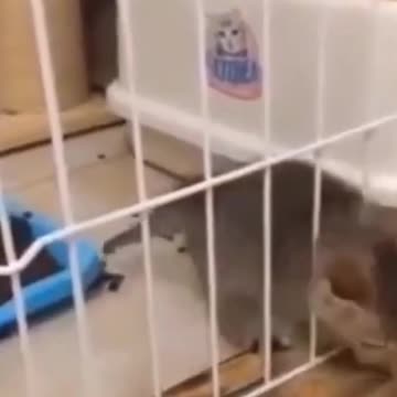 Lil dogs and Lil cats FUNNIEST sketches 2021