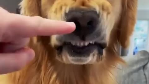 Beautiful dog