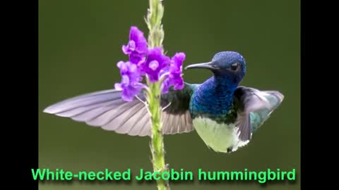 Top 10 Most Beautiful Birds worldwide