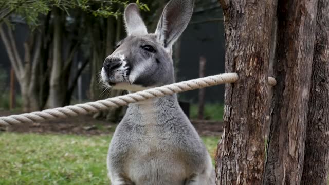 funny kangaroo