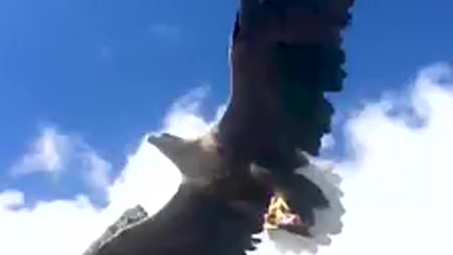 Wonderful Eagle catched the fish in the sky