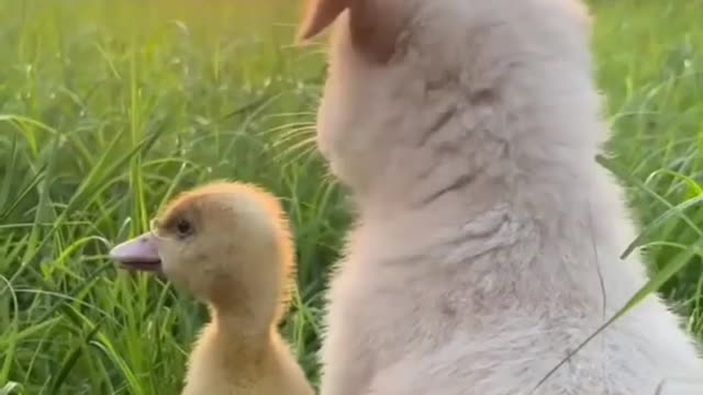 amazing dog and duck play.