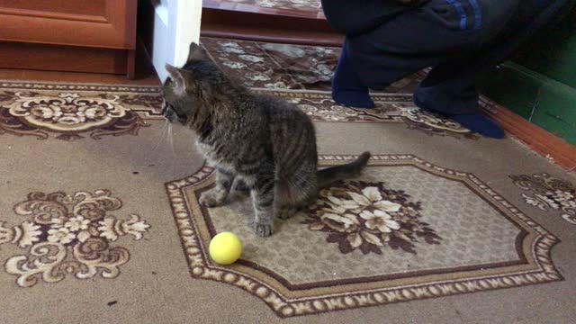 Cat soccer player