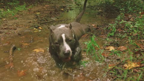 Very strong dog pitbull