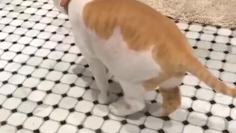 Funny cat and dog moment ep1/ funny compilation