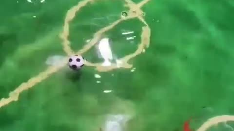 fish playing football