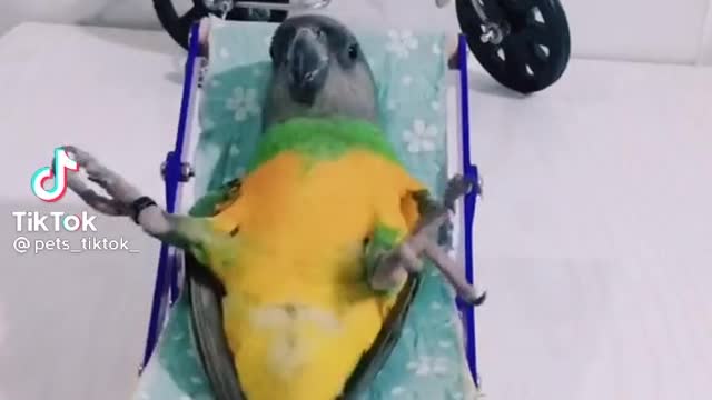 This hillarious looking Parrot