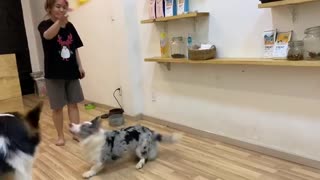 Corgi vs Screaming Chicken