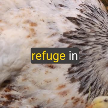 🙌 Finding Refuge Under God's Protective Wings: Unpacking the Beauty of Ruth 2:12