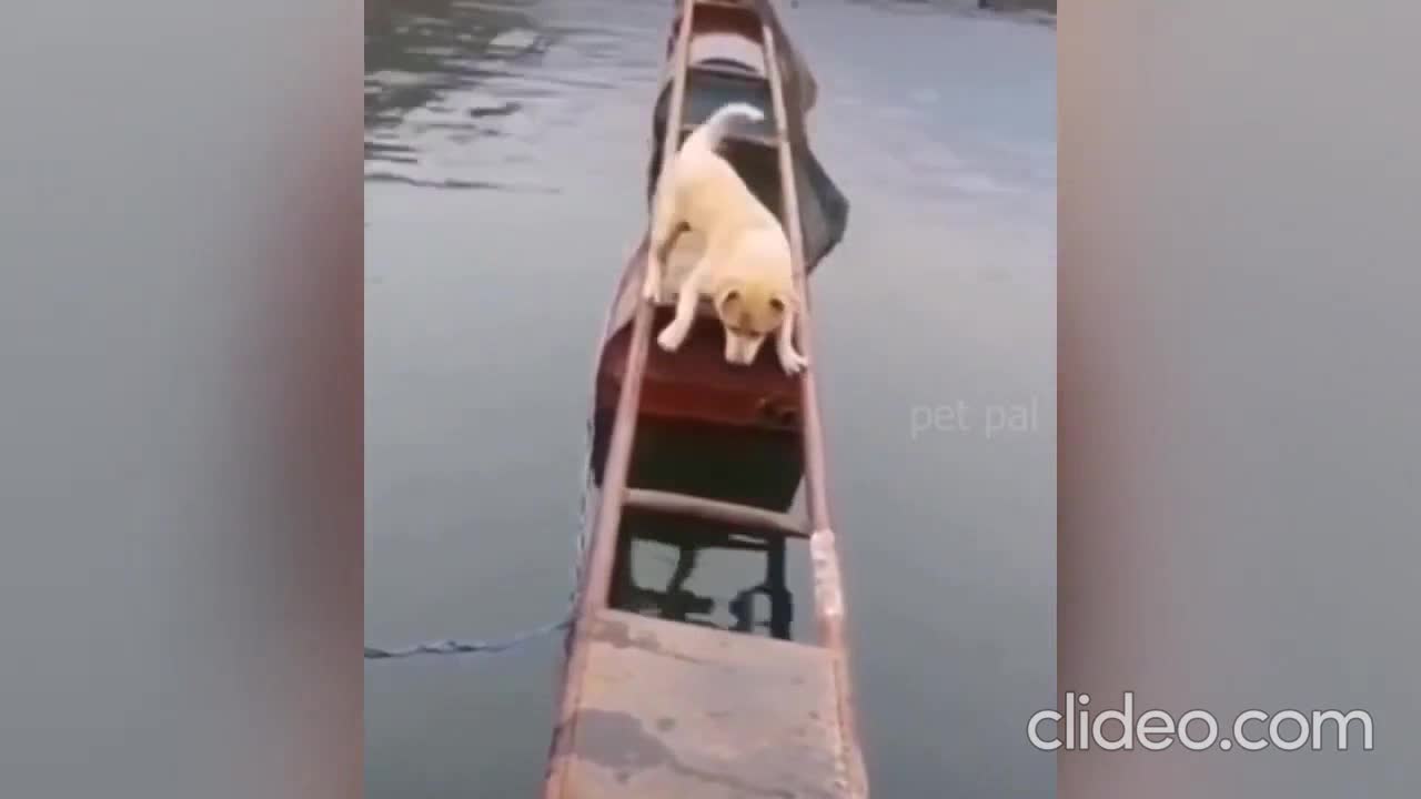 Watch how this dog escapes water