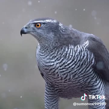 prakrutik Sundar Pashu Pakhi desho