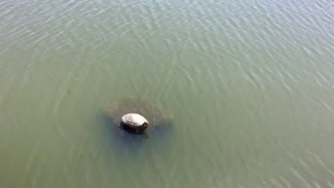 Turtles and ducks