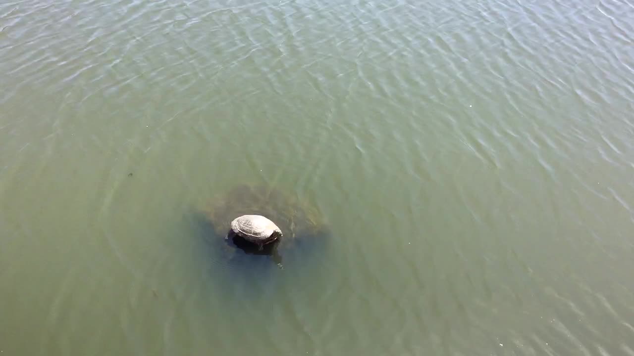 Turtles and ducks