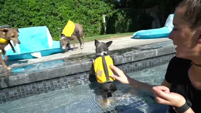 Teaching My Dogs How To Swim