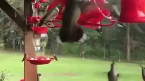 The beautiful sound of the world