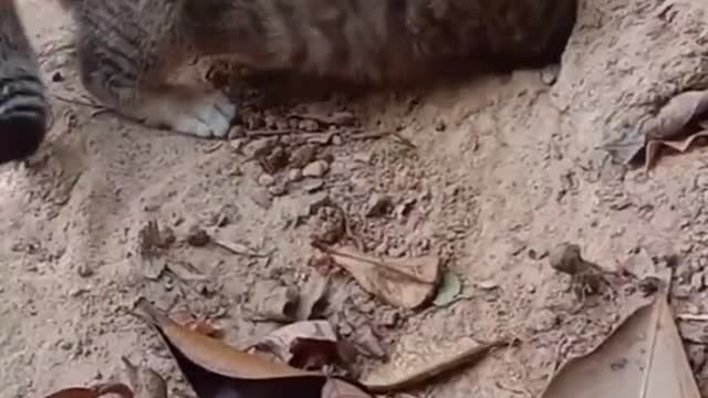 Funny cat Catching snakes. Oh my pet