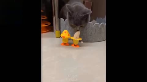 Cute And Funny Cat - Not To Laugh To These Pets Series